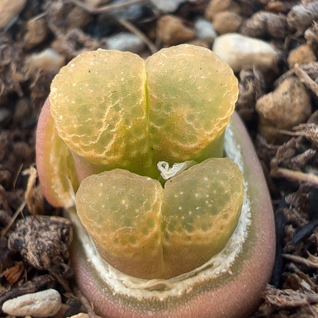 多肉植物百科369