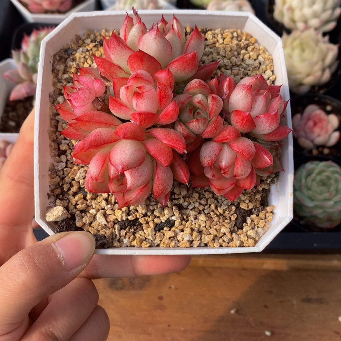 精品麦秆群一物一拍