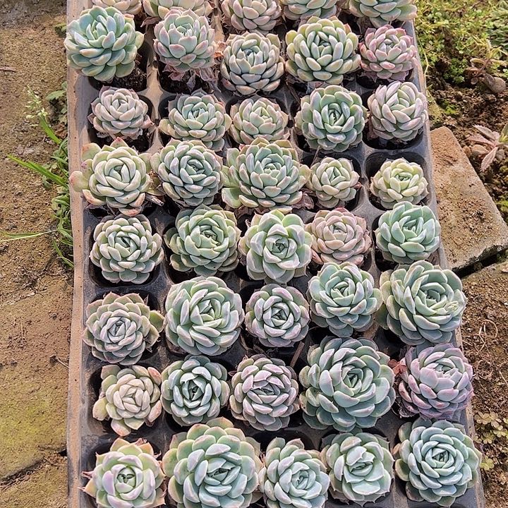 直播福利一物一拍534