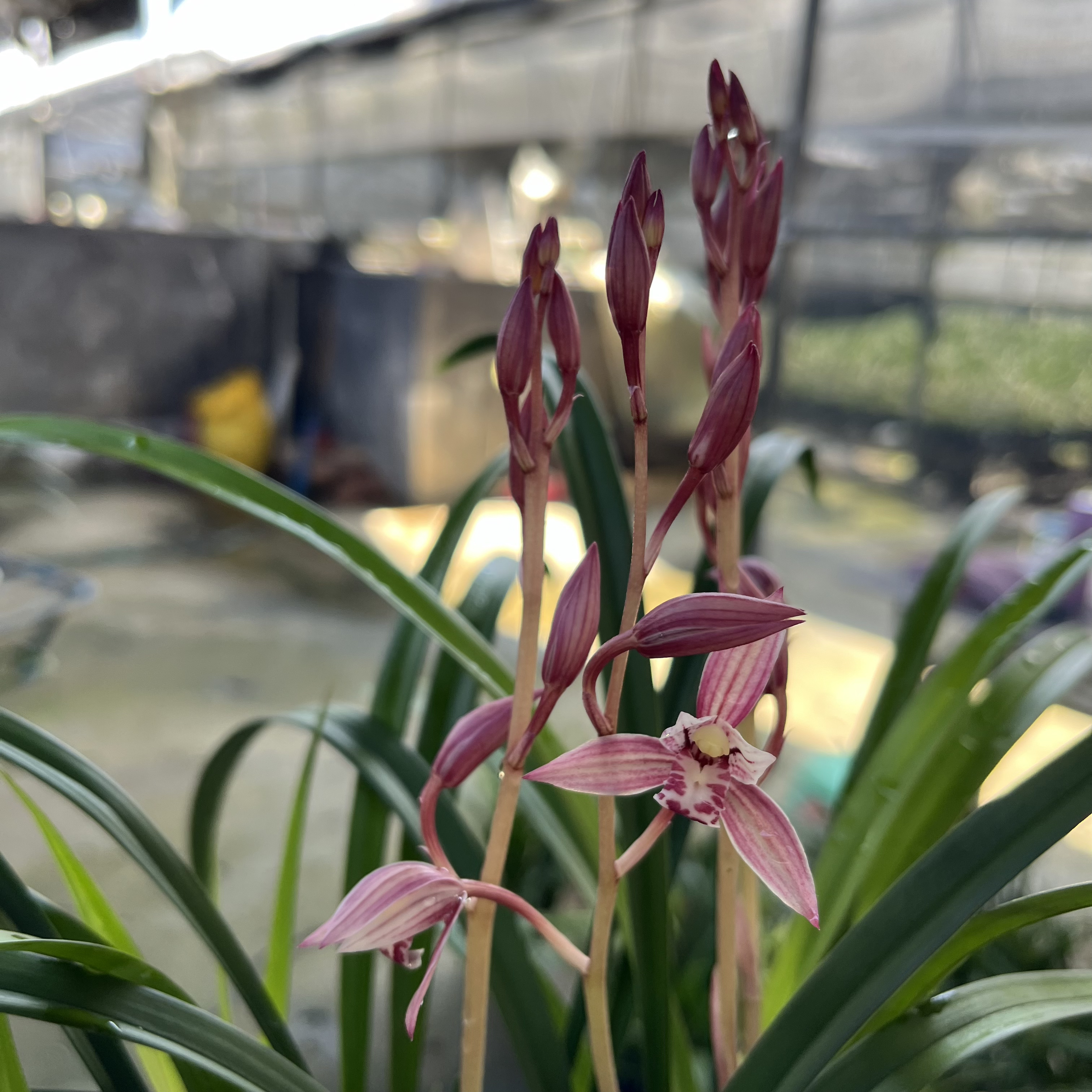 兰花苗四季建兰市长红浓香型露天大棚老种苗高档高级感绿植盆栽