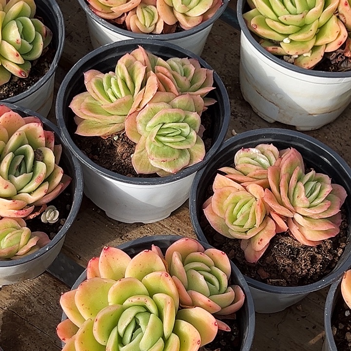 多头         冰玫瑰锦