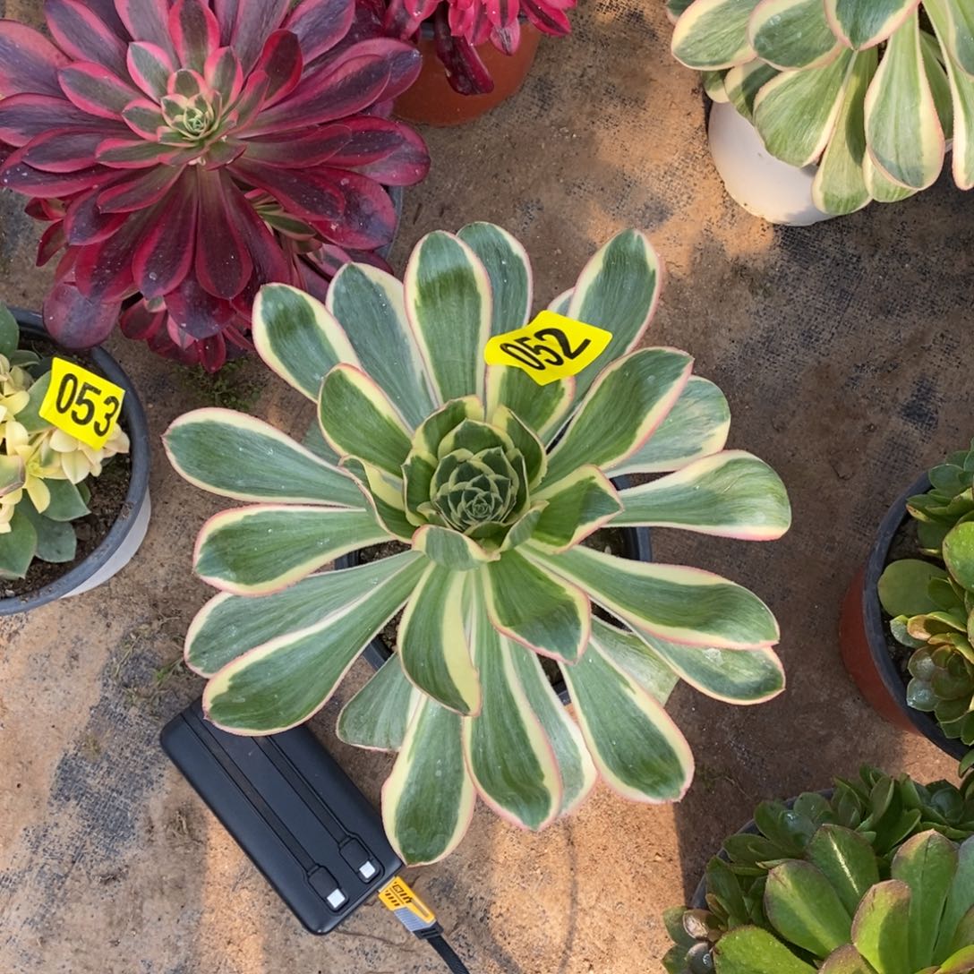 燕姿锦多肉法师052