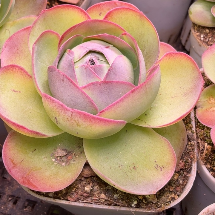 北***雨CC611   玫瑰 不知名好东西