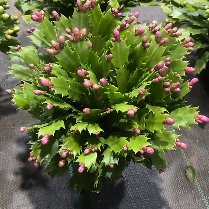 美***生当前无花栽培后可以开花