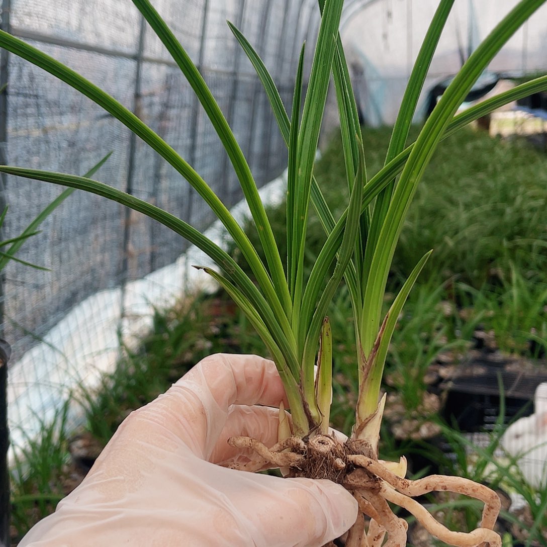 W***u完全开放兰花兰花