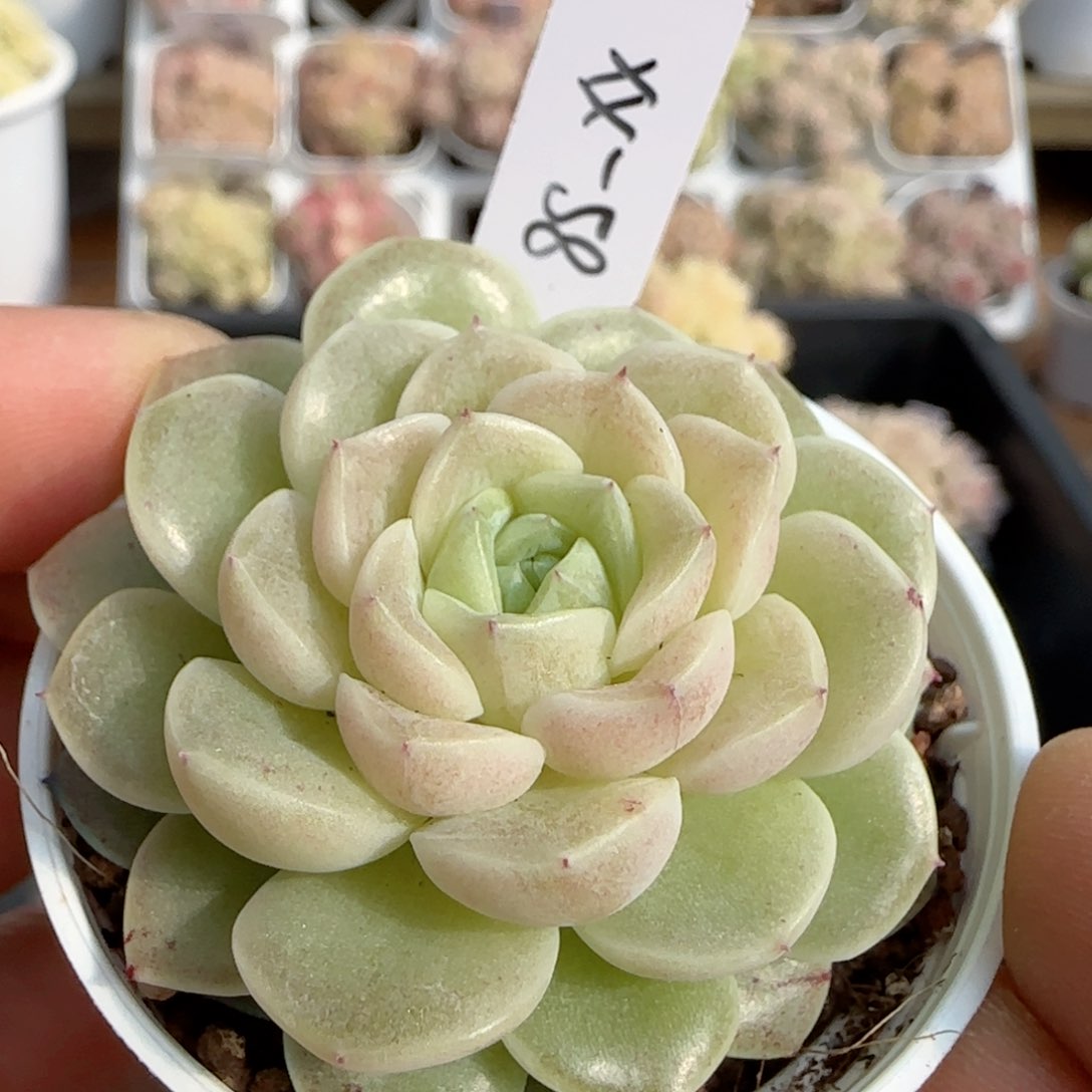 【闪购商品】0206-125（xx-58）