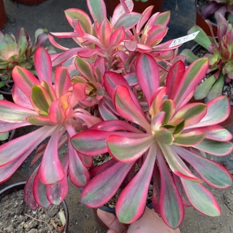 833红魔女满25包邮多肉