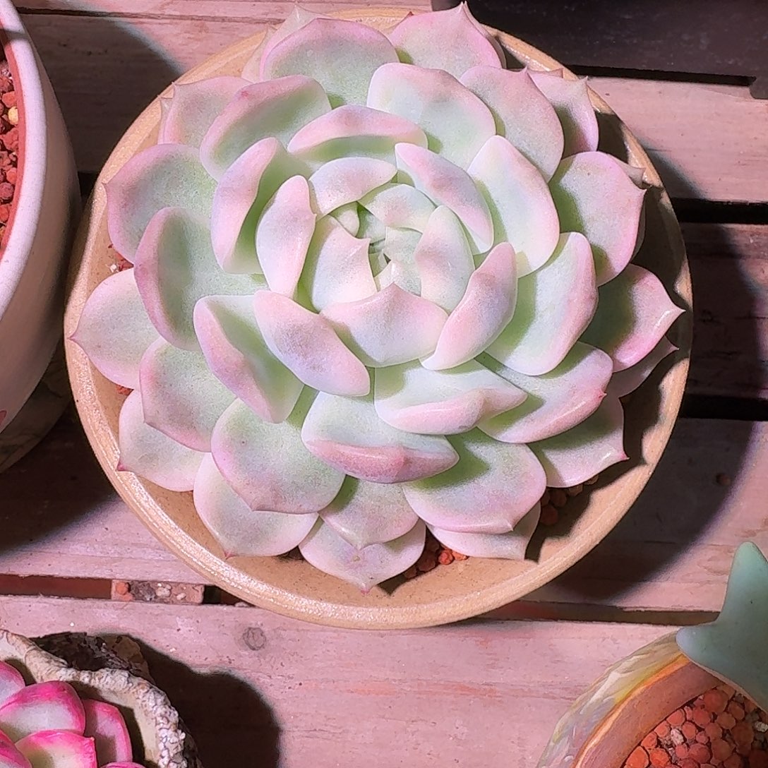 霜花锦多肉多肉多肉