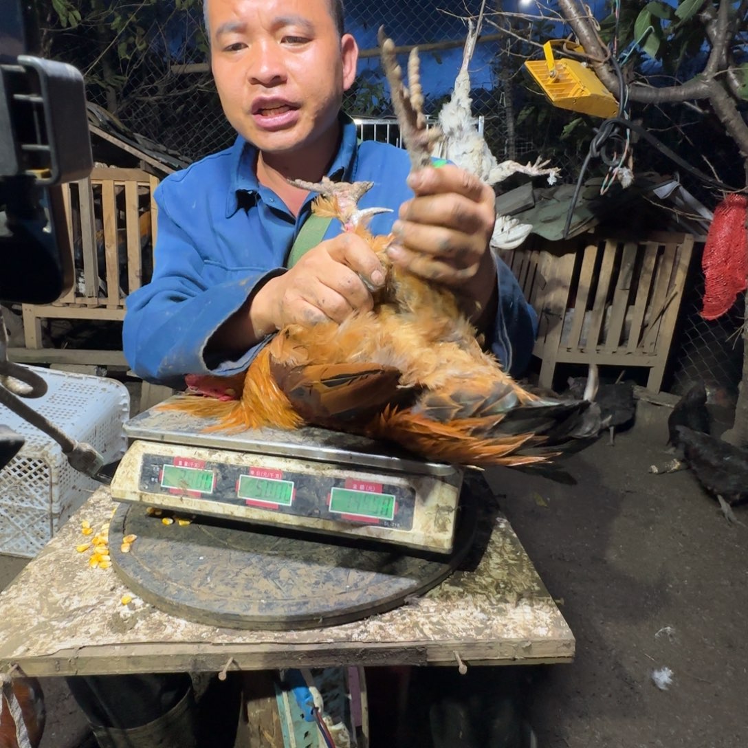 包装中国大陆10樱桃鸡