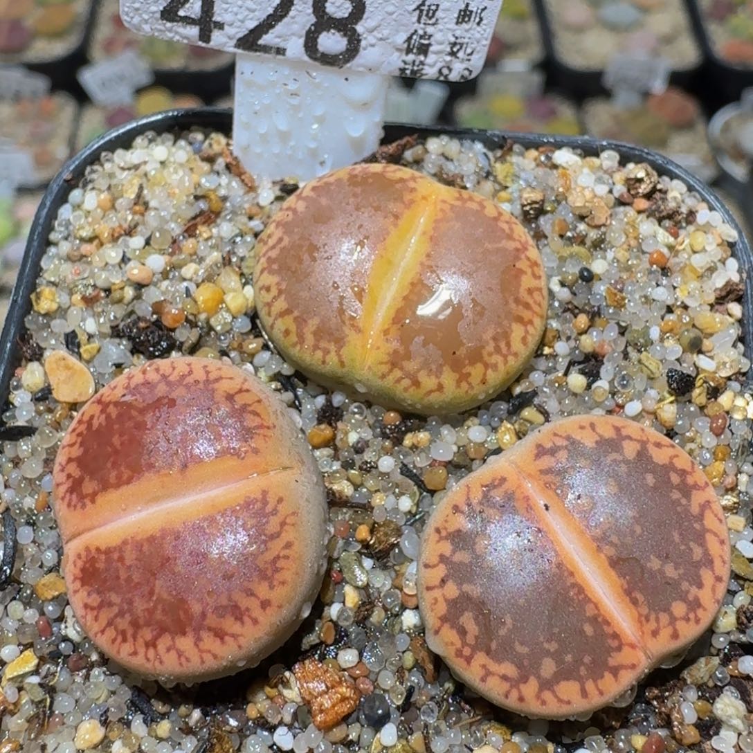 Ssss精品生石花428