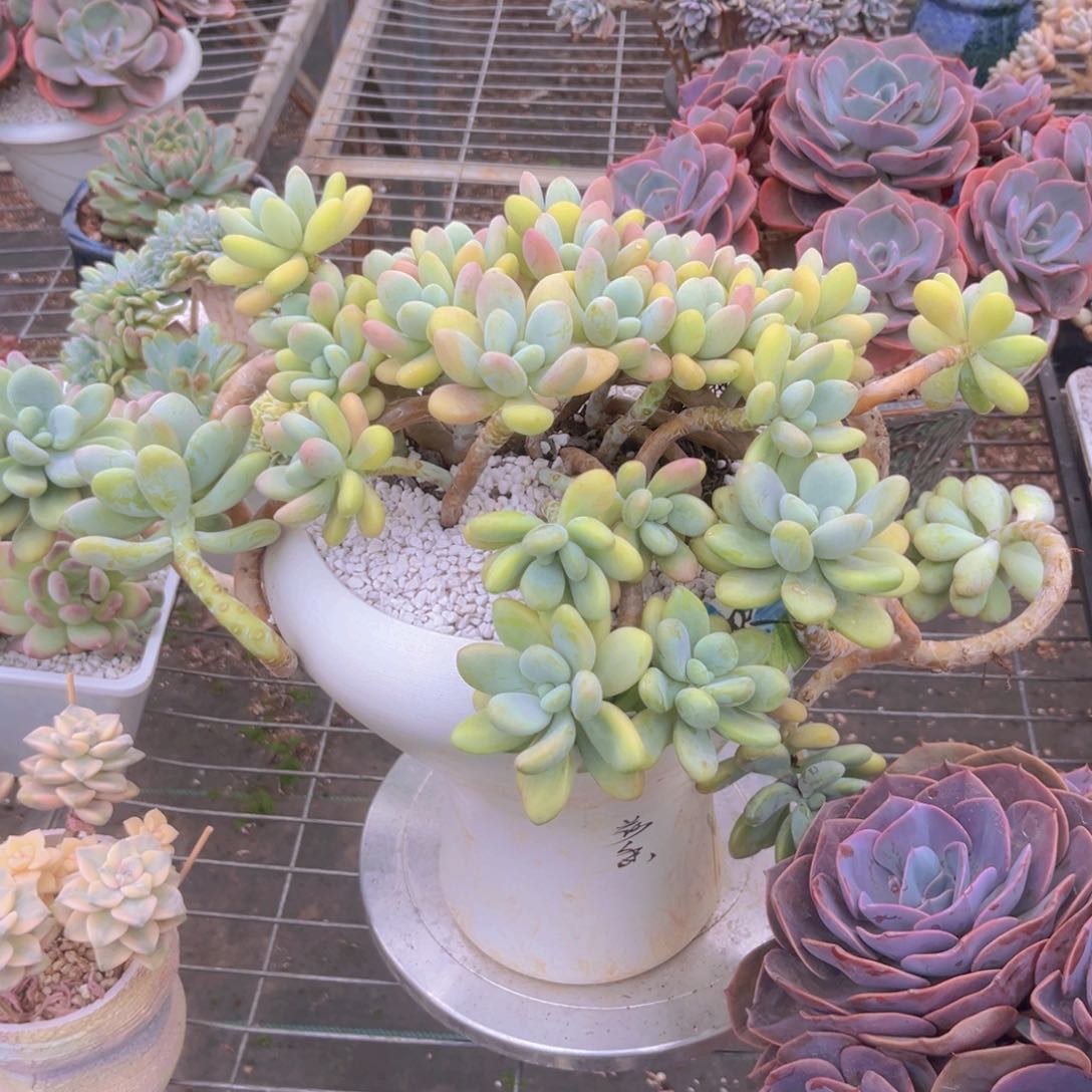 45公分9888888888888888888