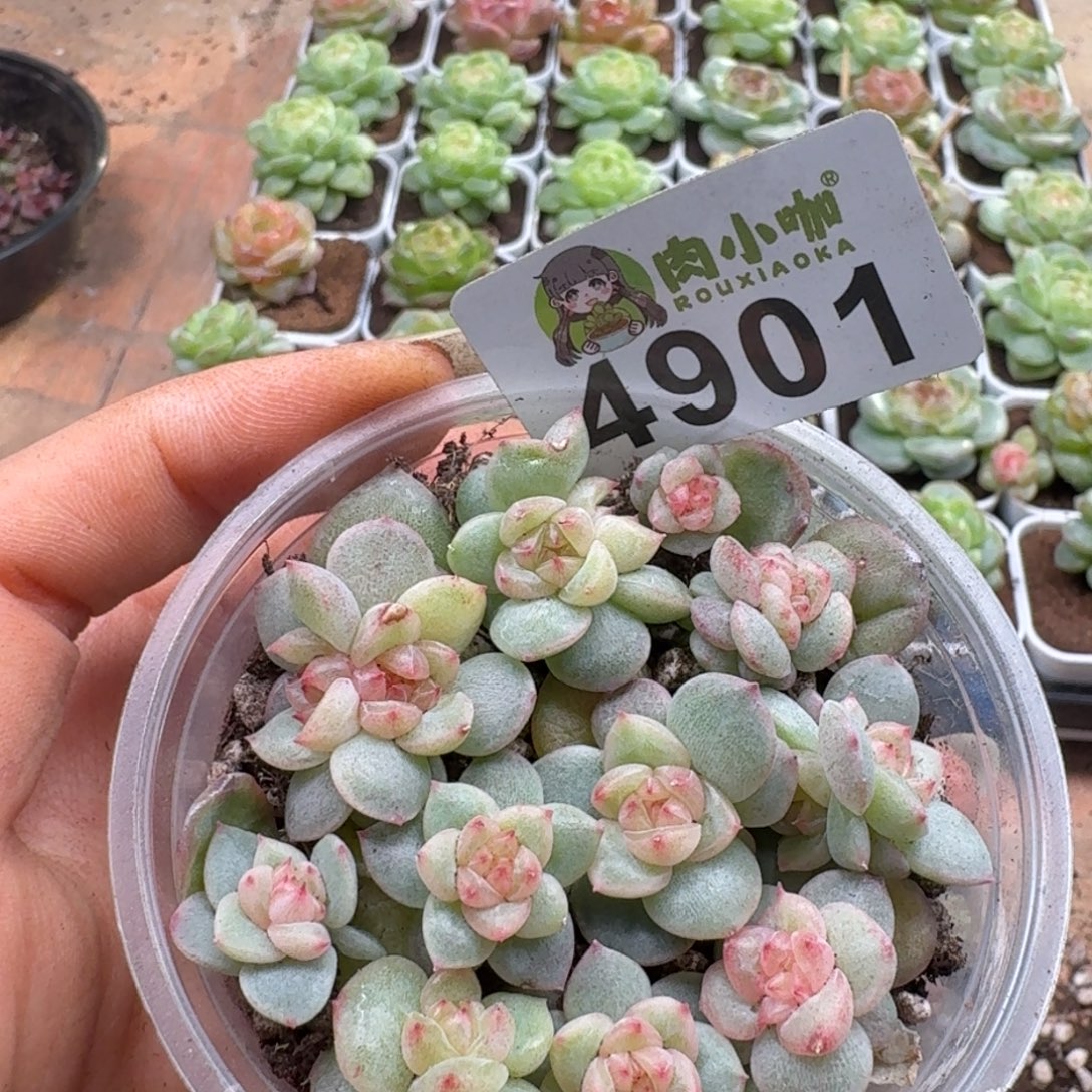 多肉植物多肉植物