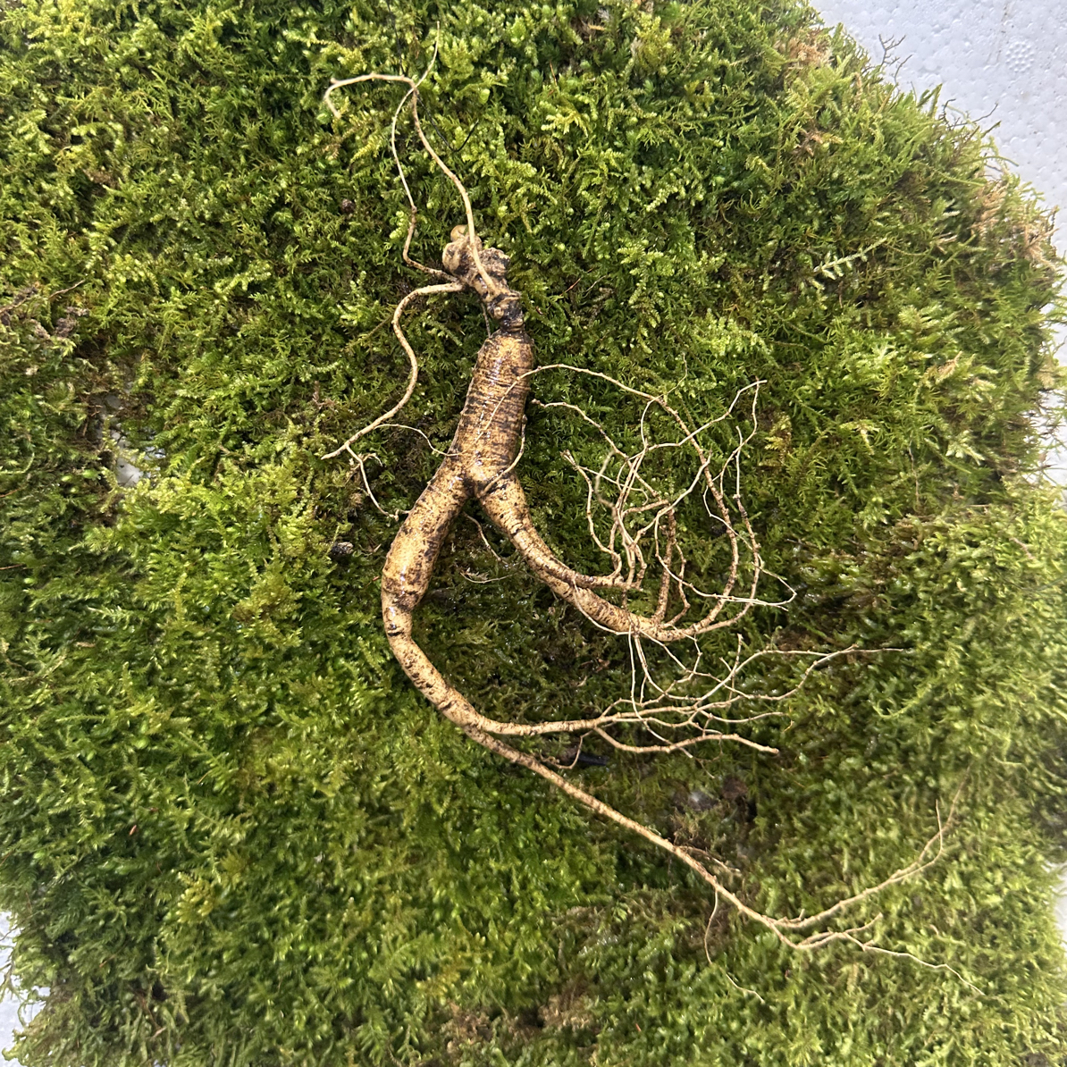 【尝鲜款】长白山林下鲜参直播间专属链接 一物一拍