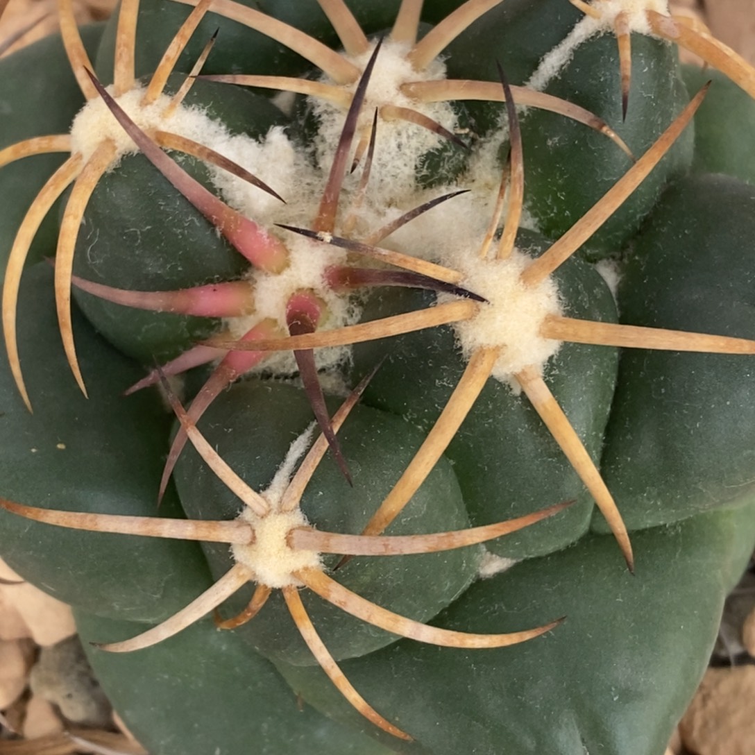 f***i实生仙人球开花结果