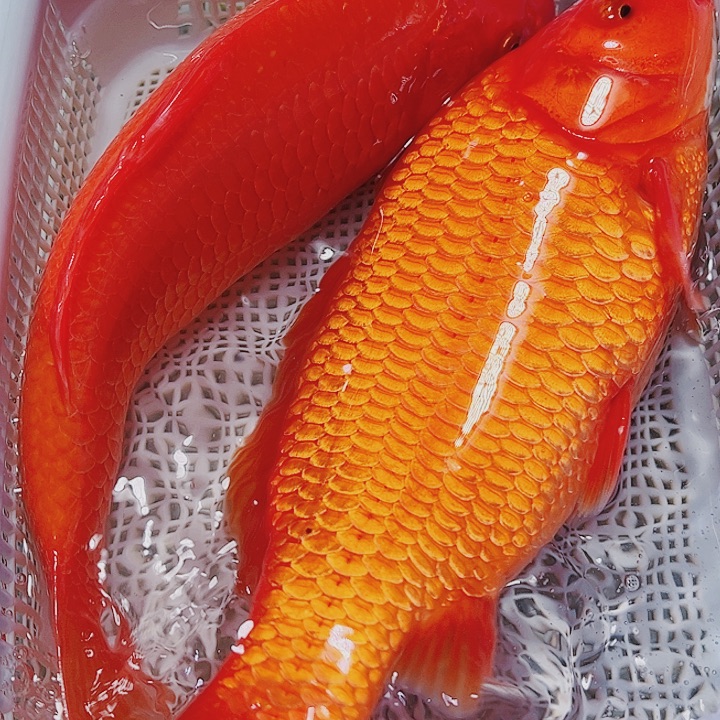 海水鱼观赏鱼锦鲤