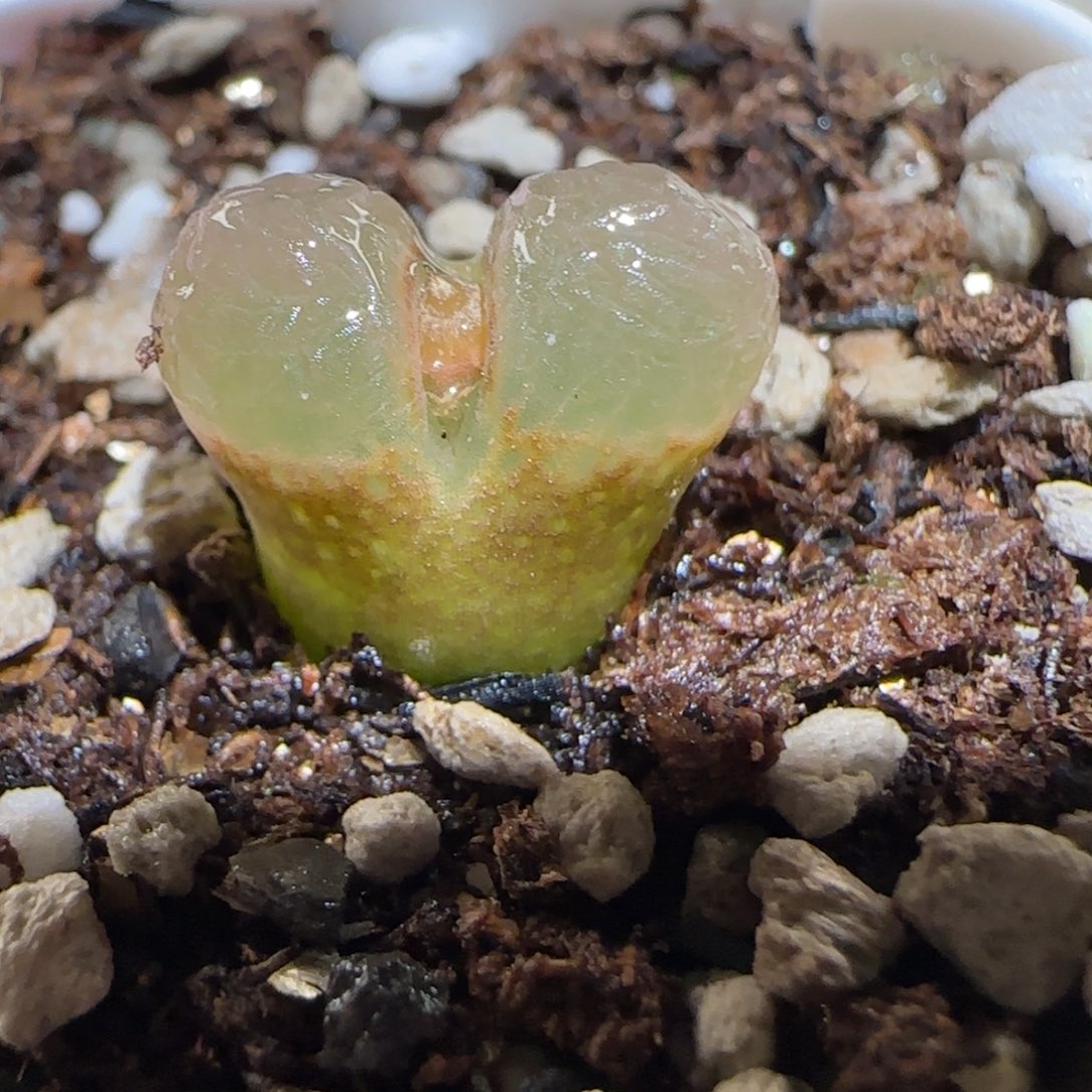 肉锥多肉植物百科26-粉樱867