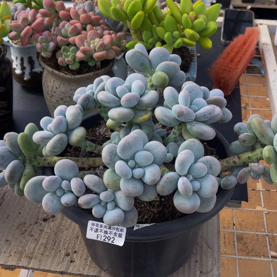 292-老庄芭比奶多肉18cm