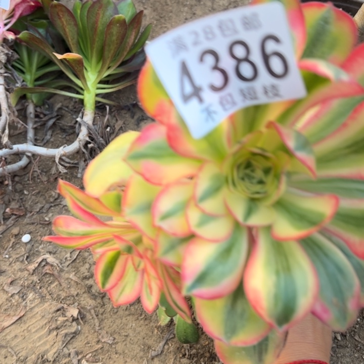 无根爱丽思多肉植物法师4386