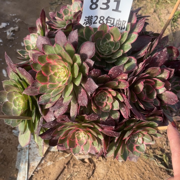 831一号棚粉花妖多肉C