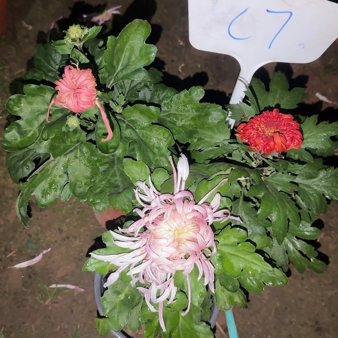 玲***月无花朵C777777777777
