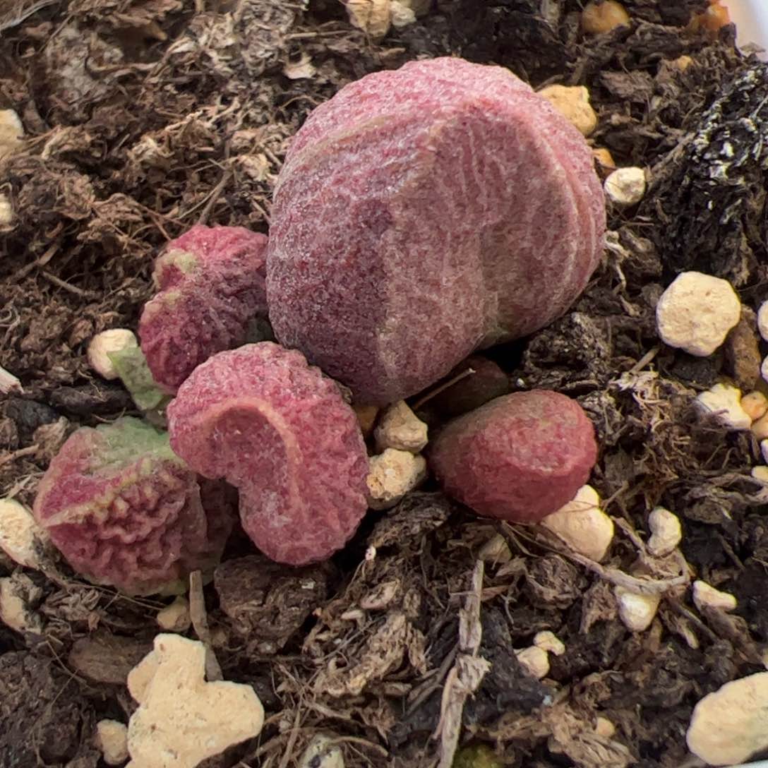 棠**奶巨猪宝大苗多肉植物水泡