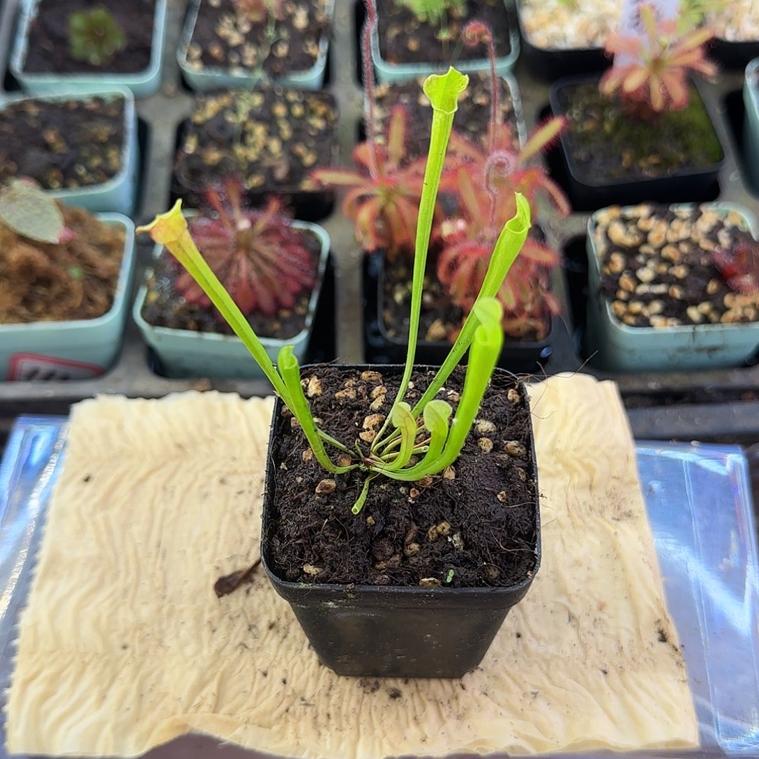 你****完全开放全绿白瓶子草