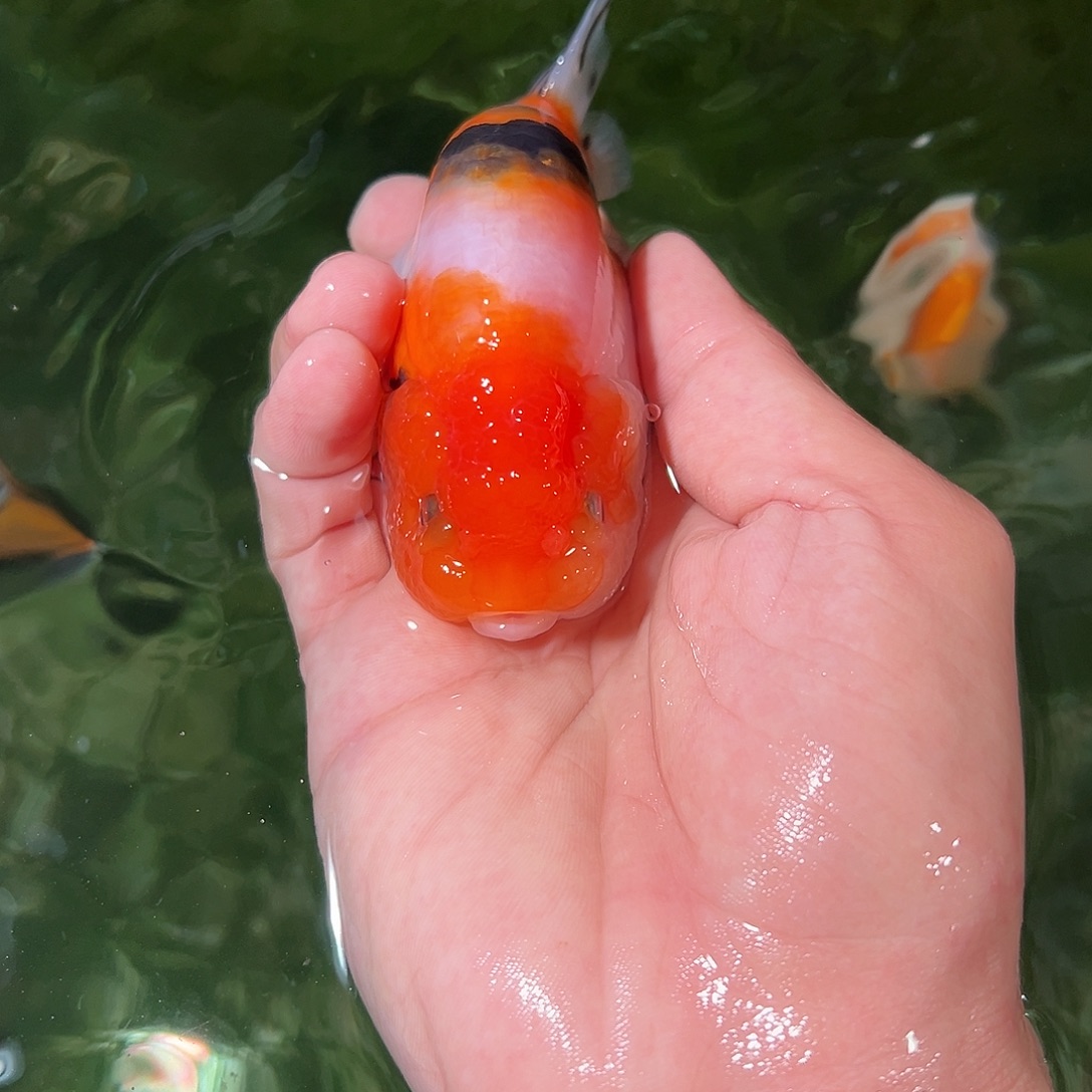 金鱼兰寿金鱼活体链接