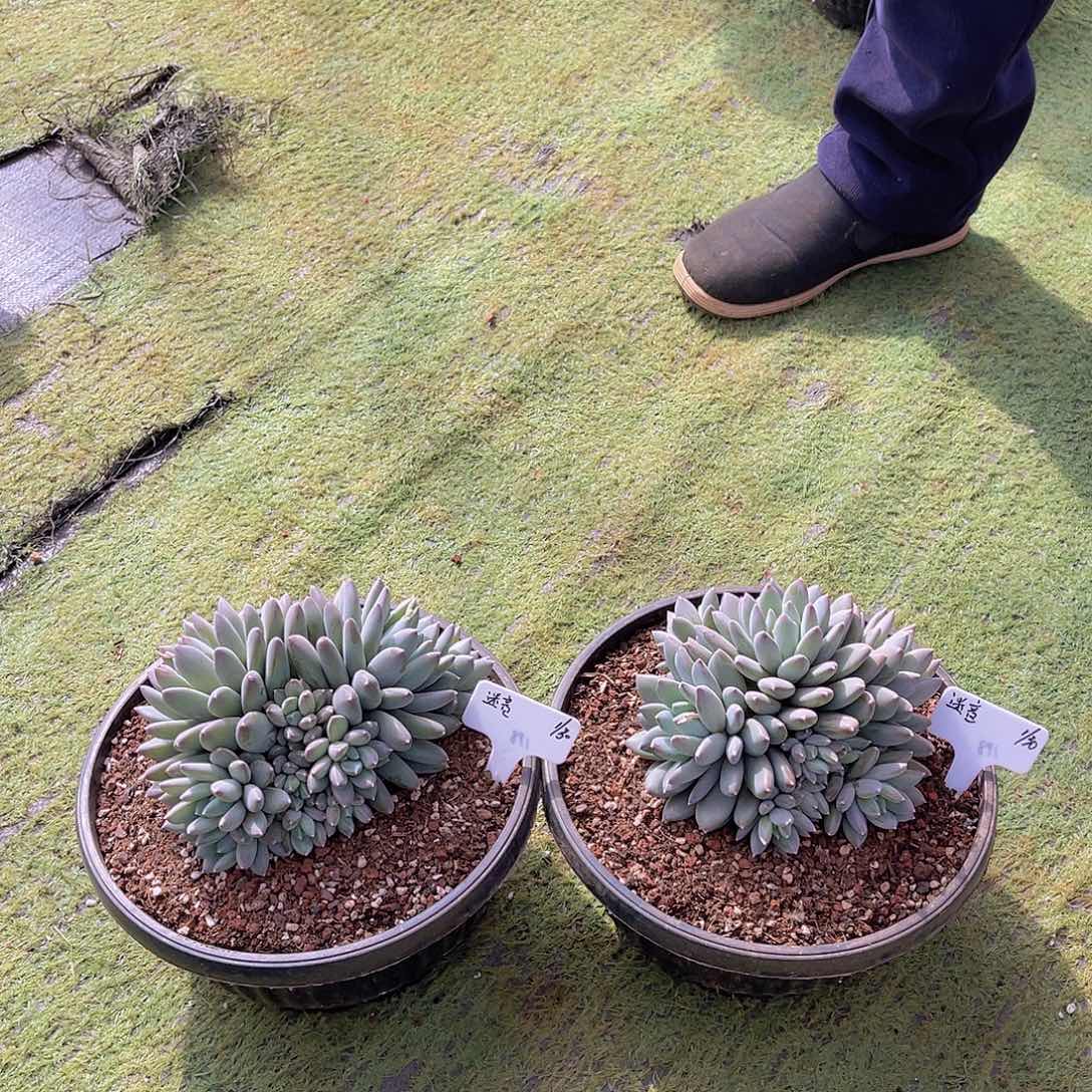 `****`多肉天使之痕迷音