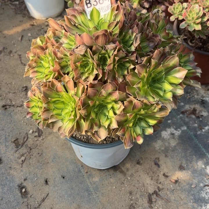 韶华多肉处理不包断头384