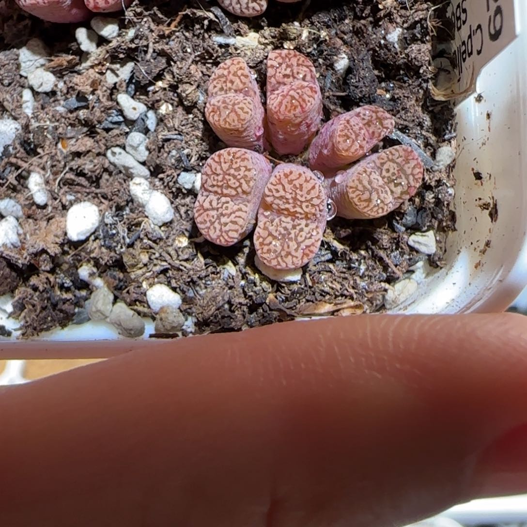 肉锥多肉植物百科-优选鸟1099