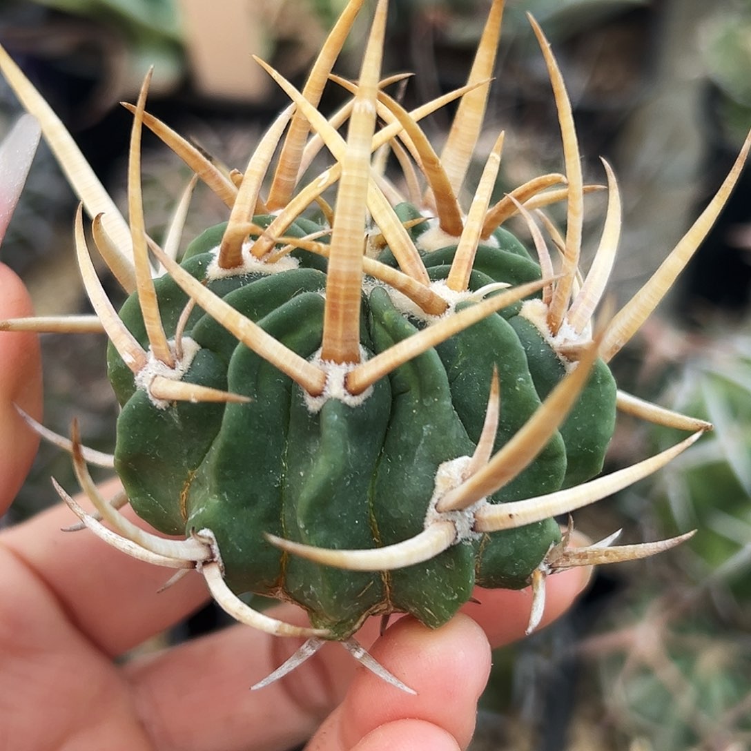 龙剑有根仙人球6666666666