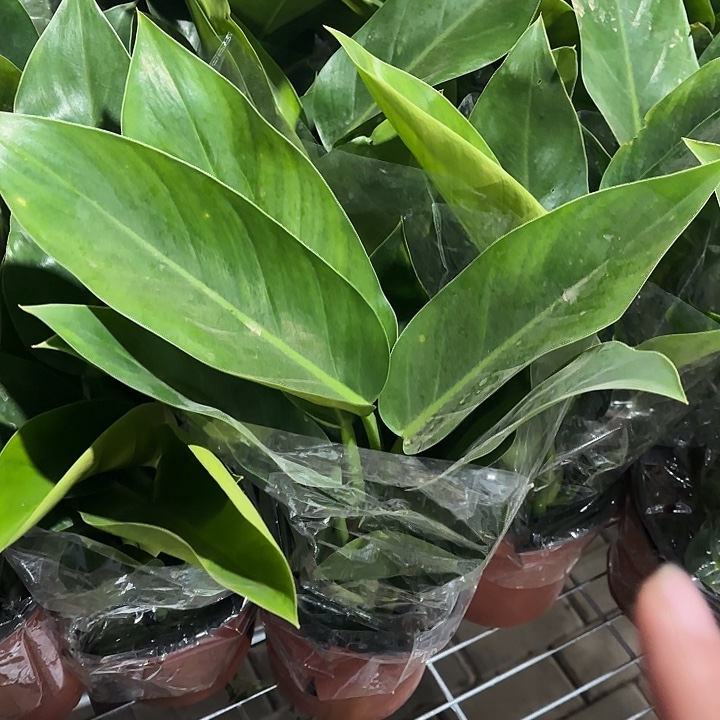 全部花苞大金钻1盆