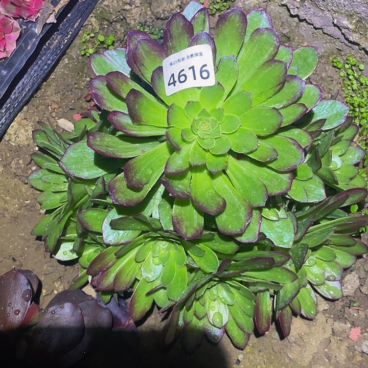 4616万花筒多肉植物