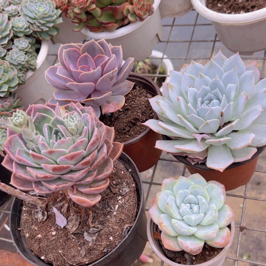 薄叶蓝鸟，冰玉90杯，原始哈利沃森，紫珍珠各一