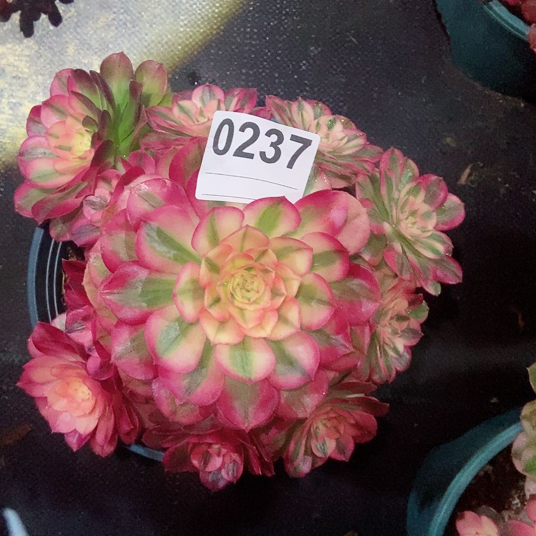 红陶0237荔枝4冠服18.