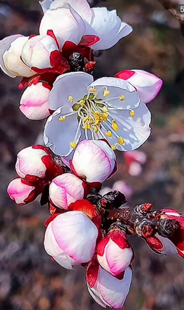 一树多品杏花盆栽地栽花卉绿植