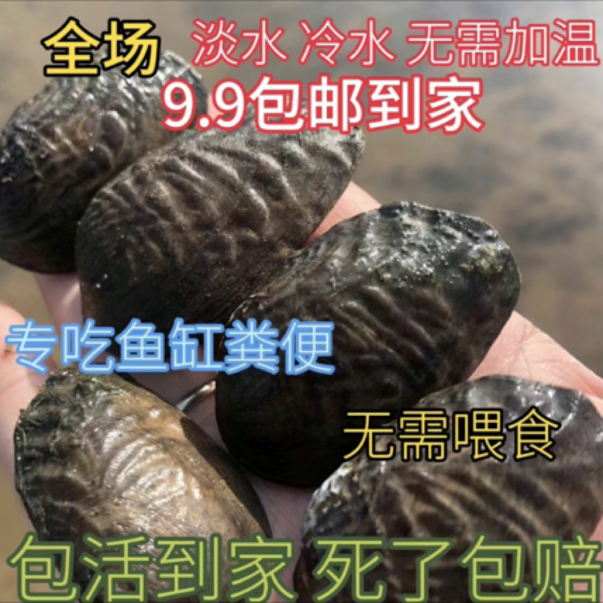 鰟鮍鱼食用专用河蚌观赏净水淡水蚌除藻网红活的玄关