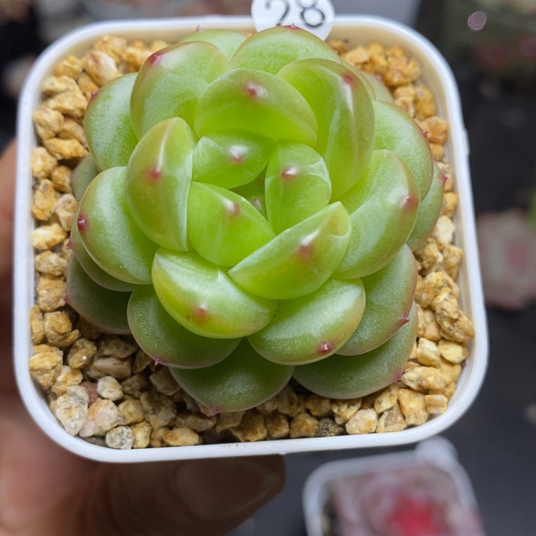 精品多肉小冠服28