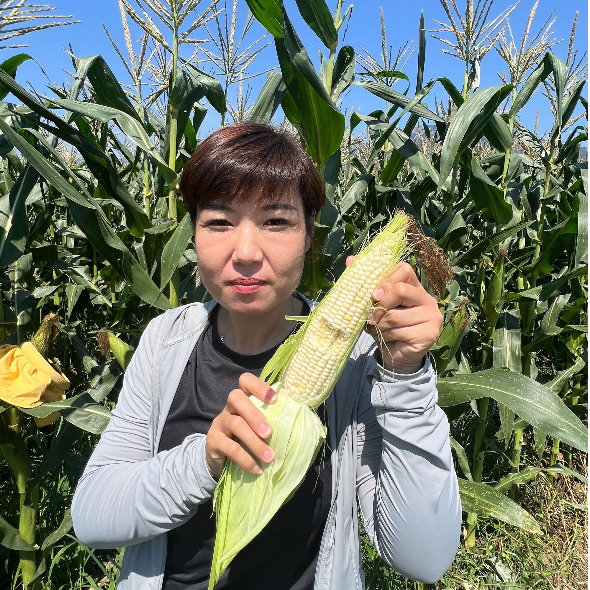 密云本地新鲜采摘微波棒子玉米甜糯玉米微波炉加热后即食