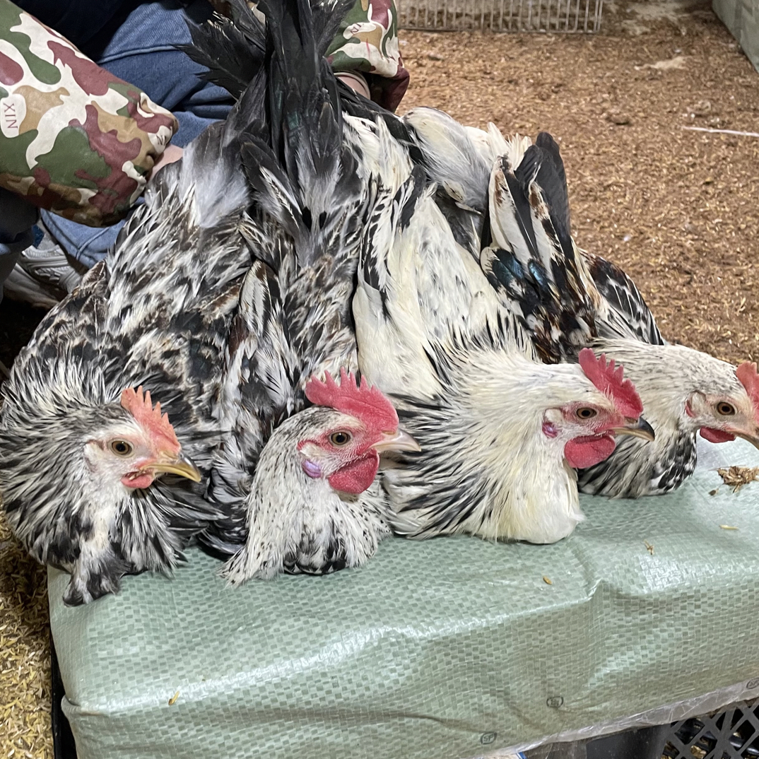 小郑家的鸡 青年鹊山鸡 童子鸡