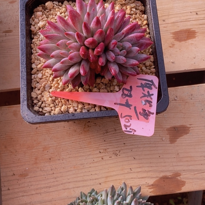 这么大个人都有女朋友