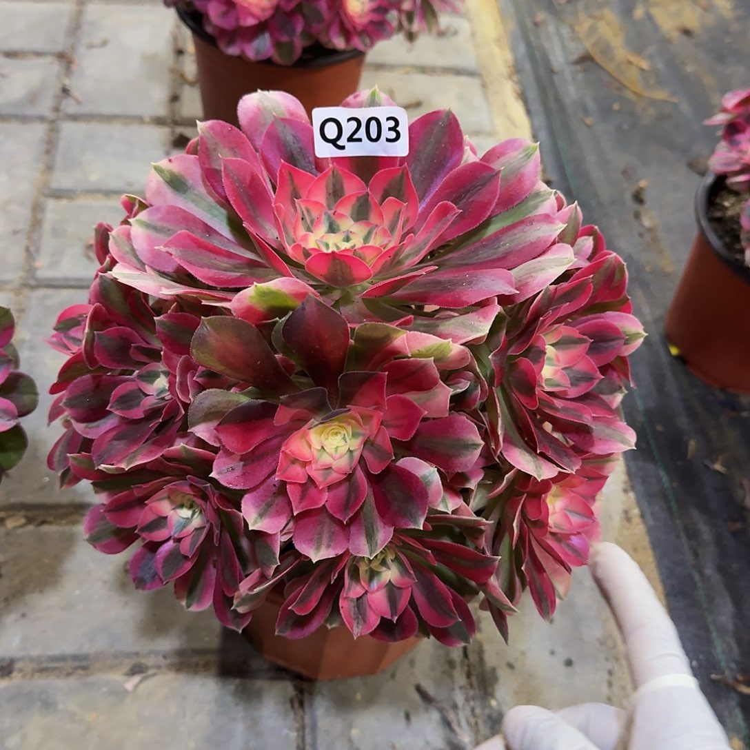 203女巫44冠服24左右