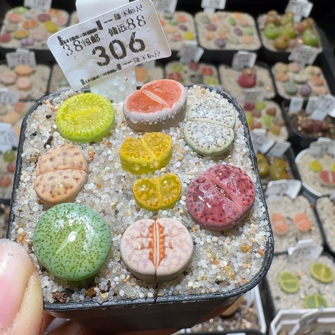 Sss精品生石花306