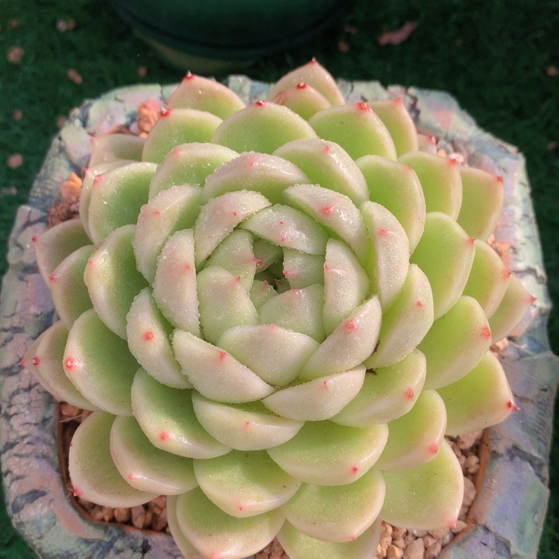 麦秆12 公分一物一拍