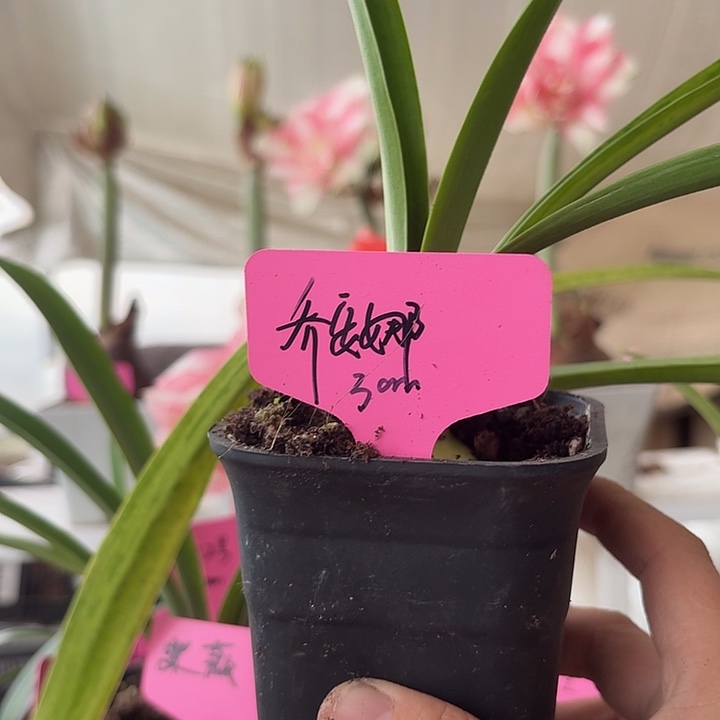 无花朵乔安娜朱顶红直径3cm
