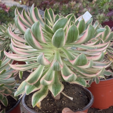 93青莲满25包邮多肉