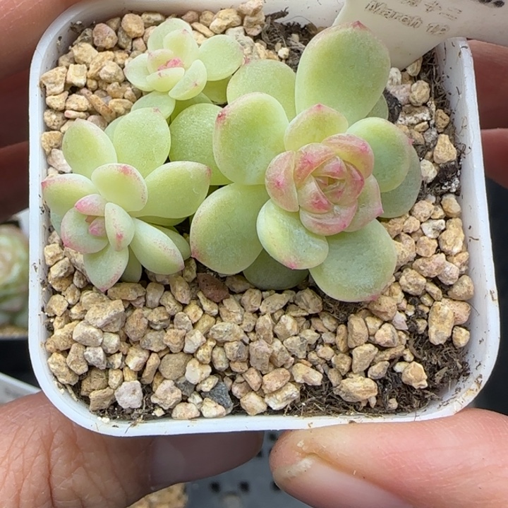 132号西米露3头晗雨