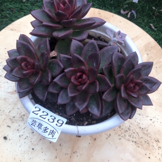 丰沛玫瑰，2239，一物一拍