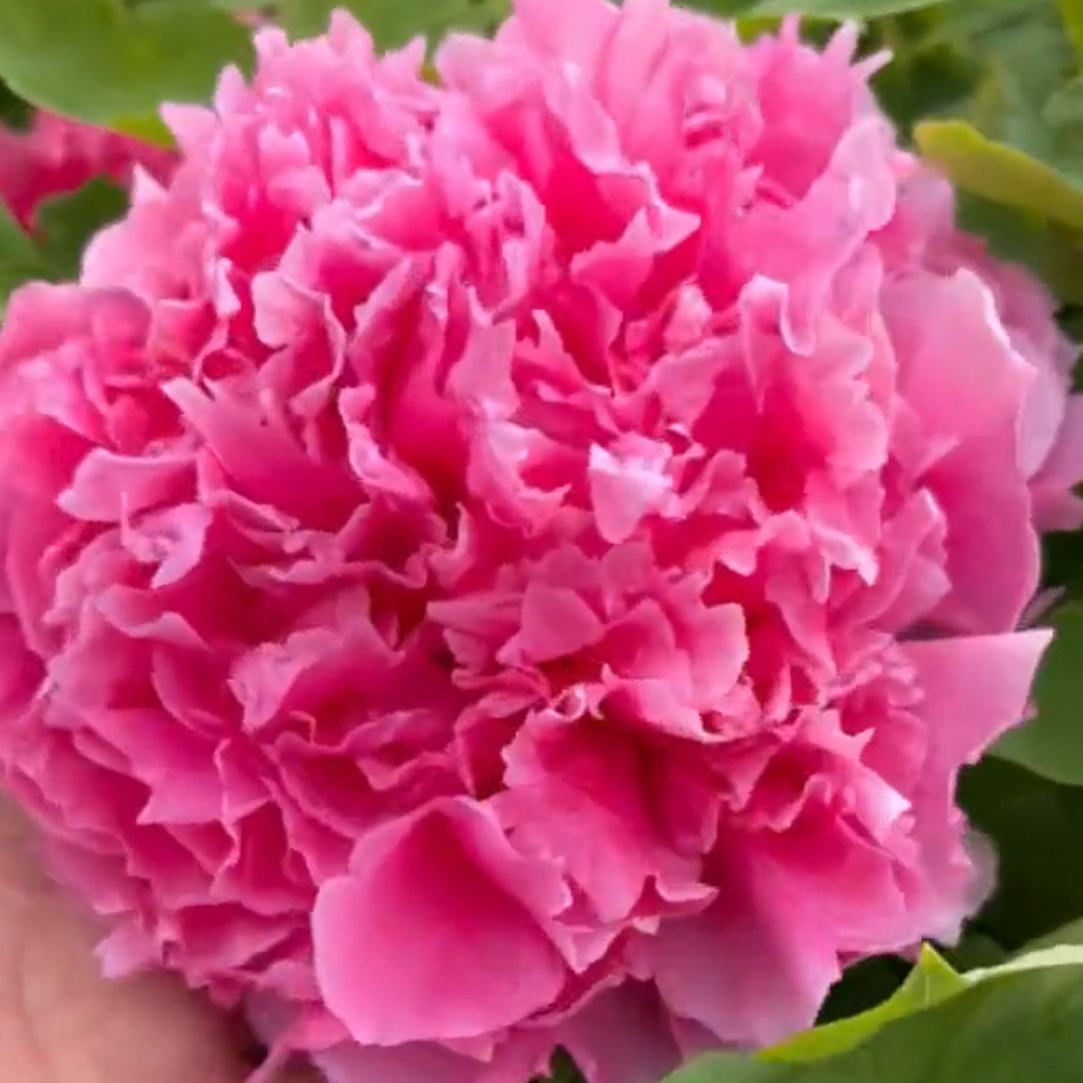 【红花露霜】红色系千层重瓣牡丹，洛阳原产地直发