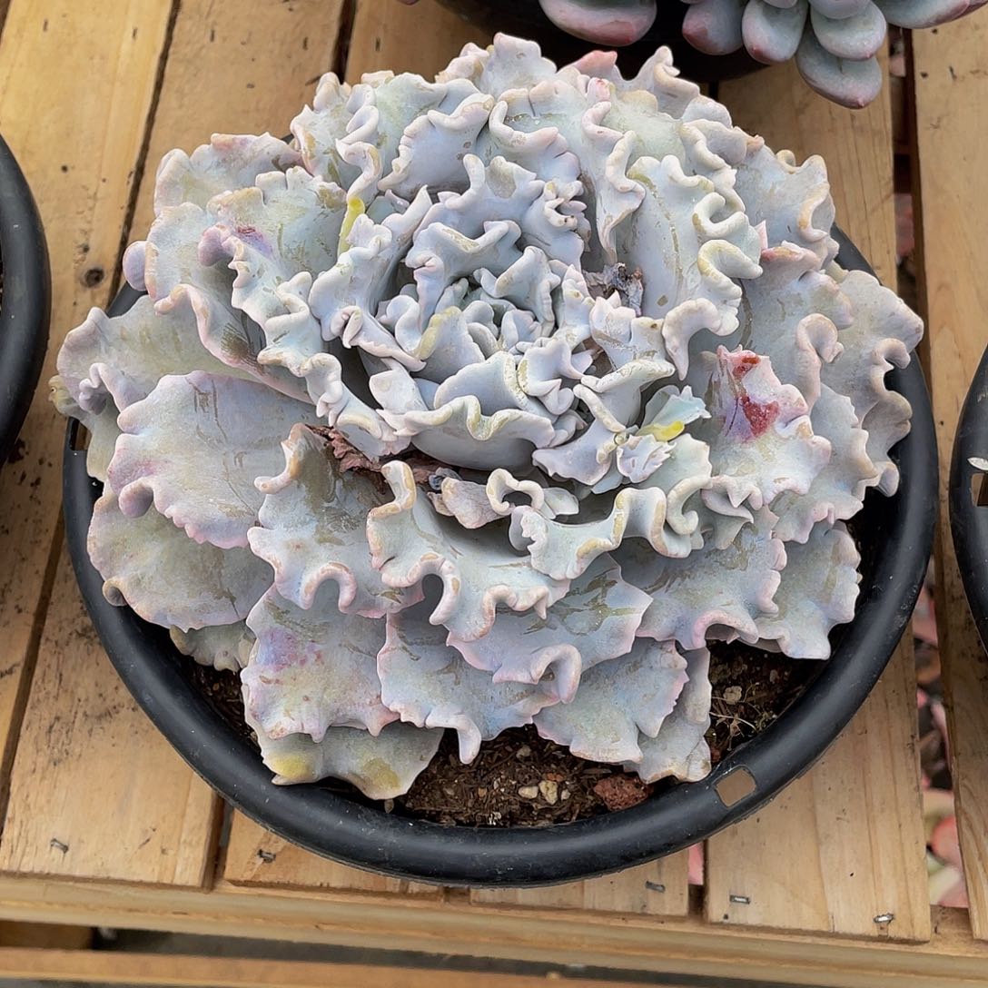 灵*白饺子皮多肉植物